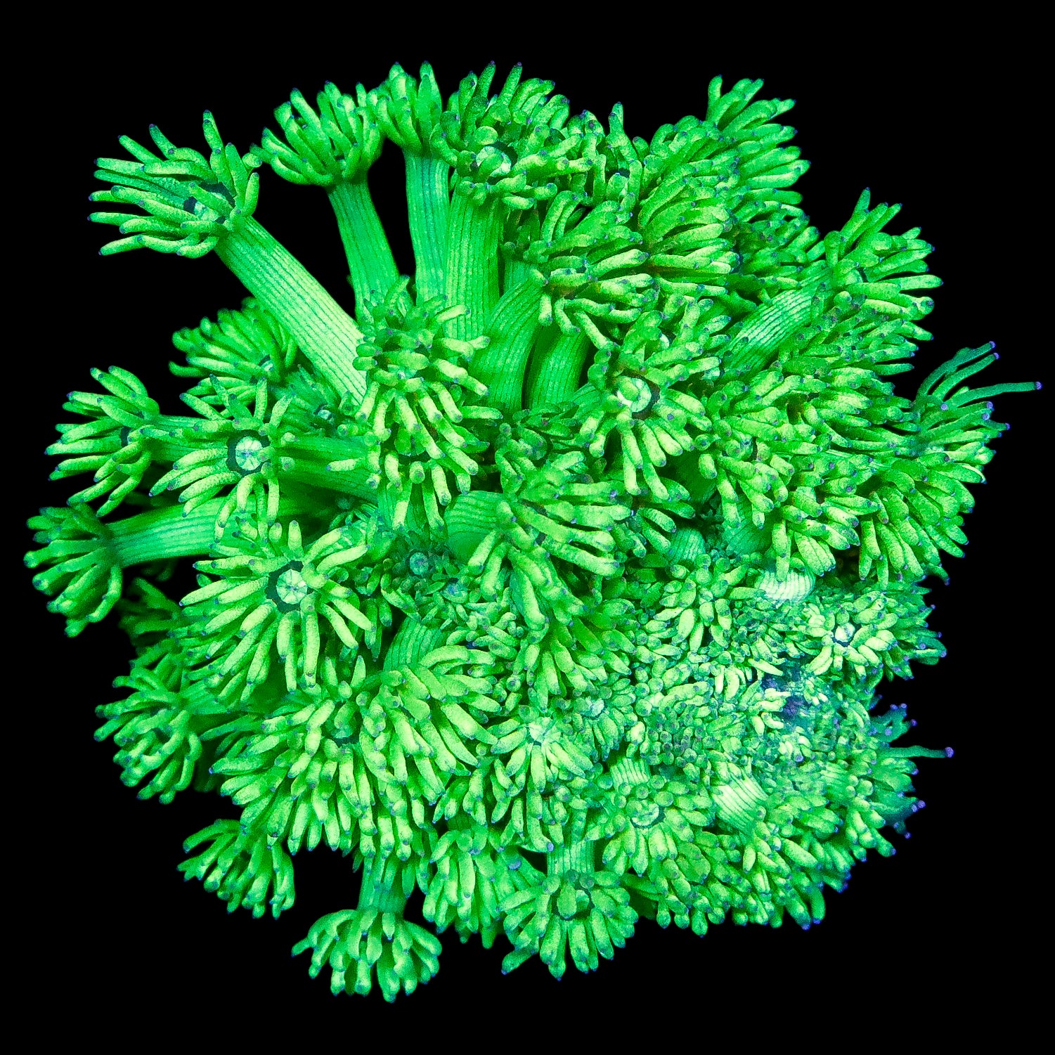 Neon Green Goniopora Coral Colony