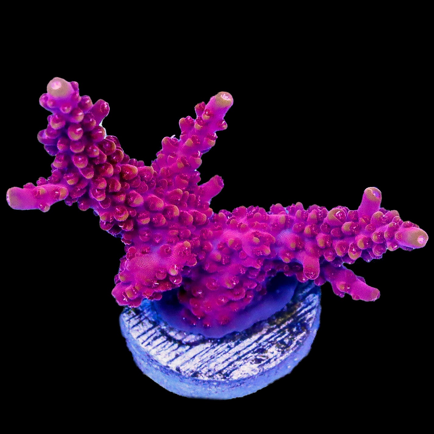 Ghost Pepper Acropora Coral