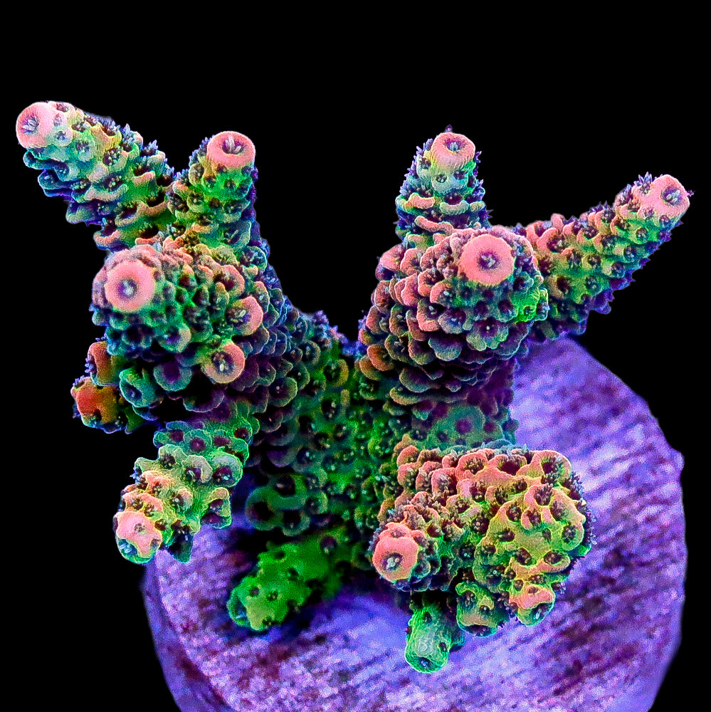 Mamba Millepora  Acropora Coral