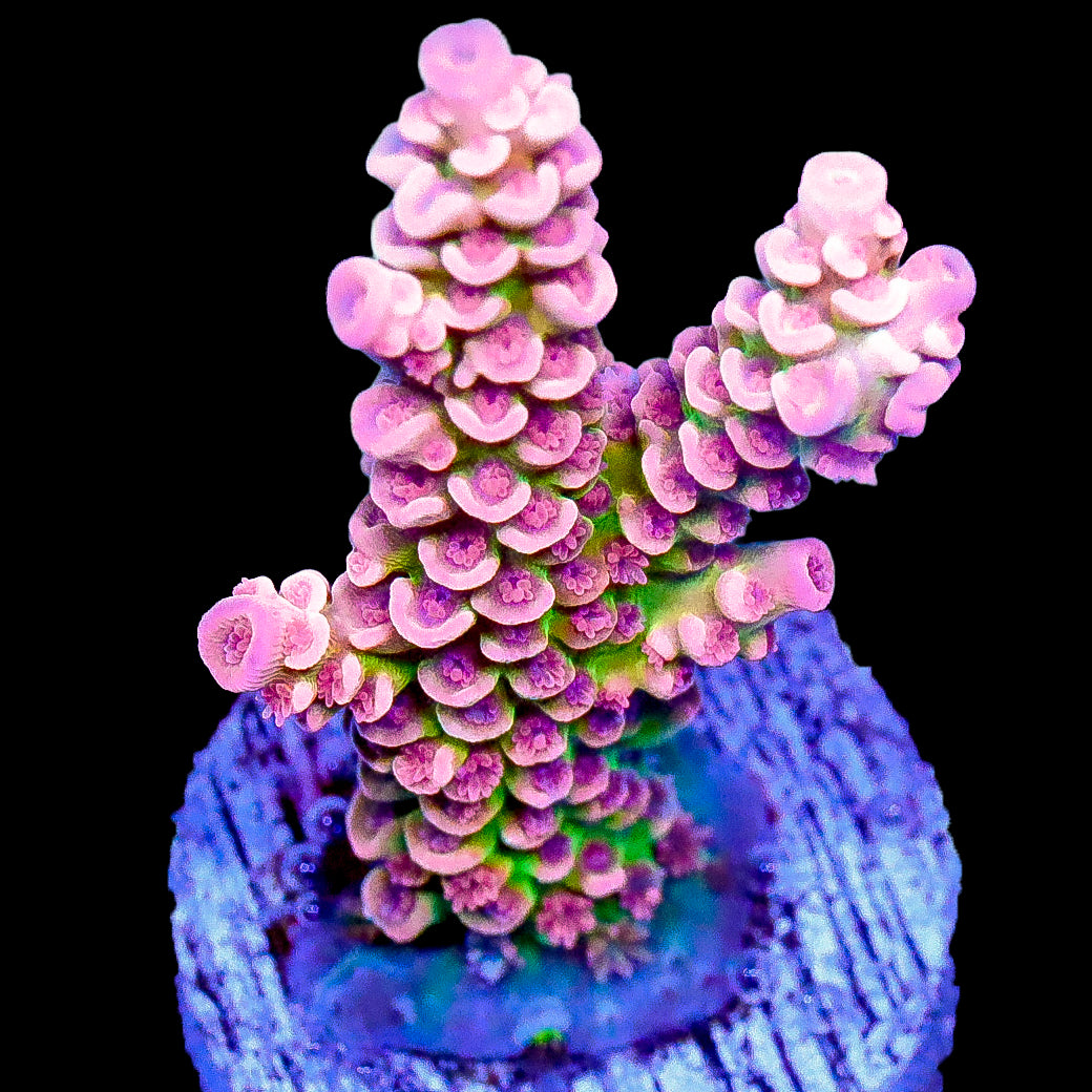 Halle Berry Acropora Coral