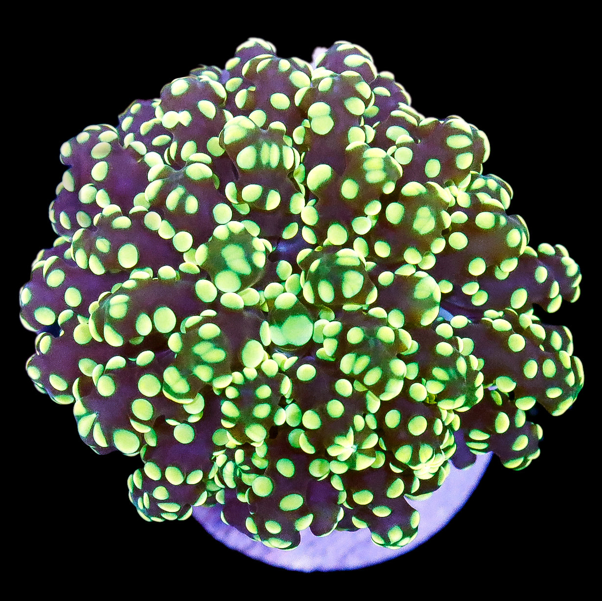 Neon Tip Frogspawn Coral