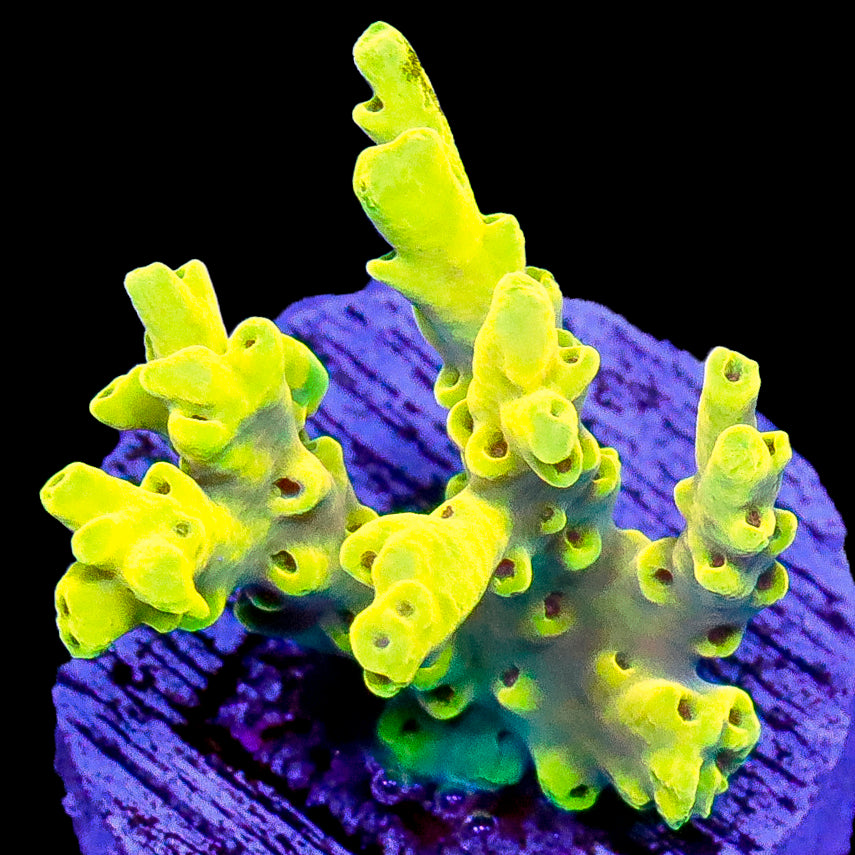 Malaysian Holy Grail Acropora Coral