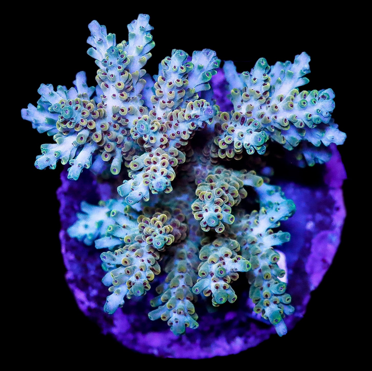 Ultra Indo Acropora Coral Colony