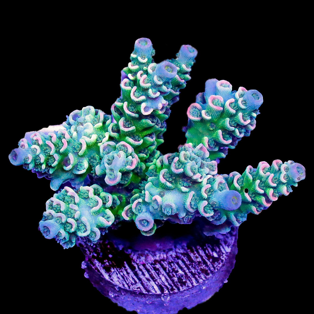 Clown Freak Acropora Coral