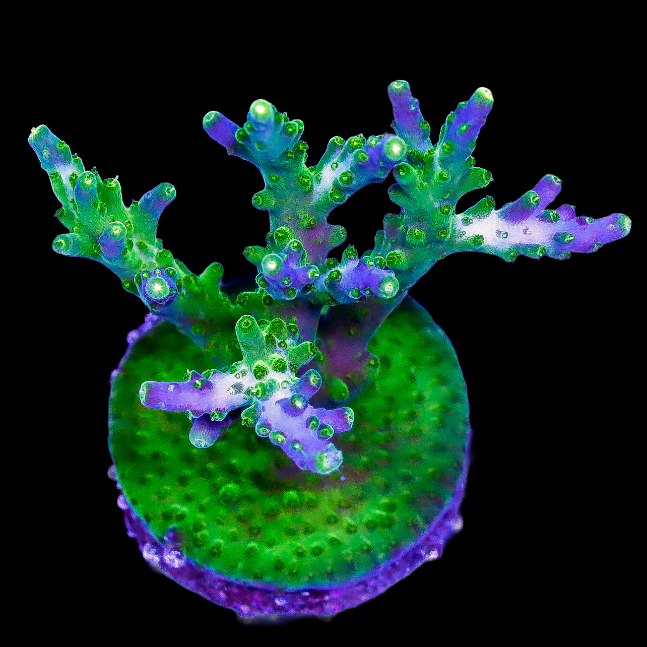 Purple Tip Valida Acropora Coral