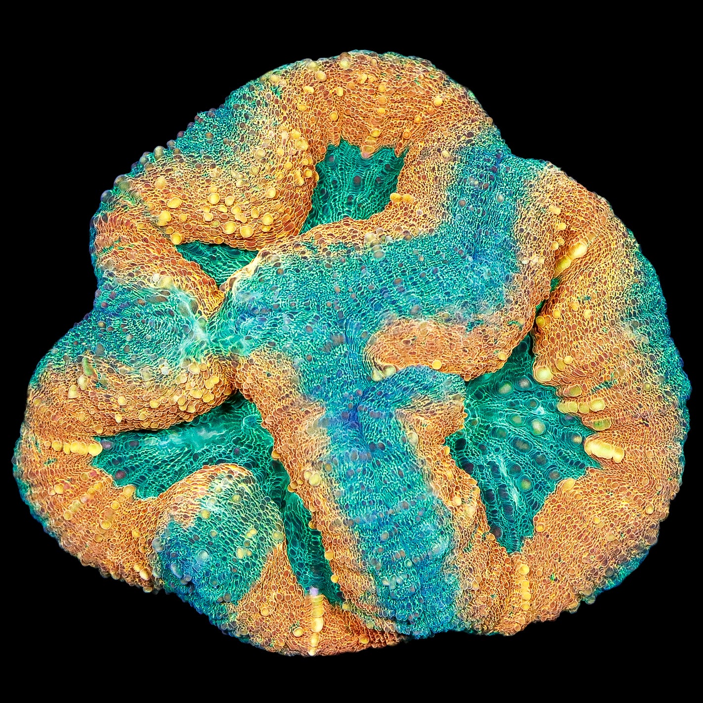Ultra Aussie Molten Lobophyllia Coral Colony