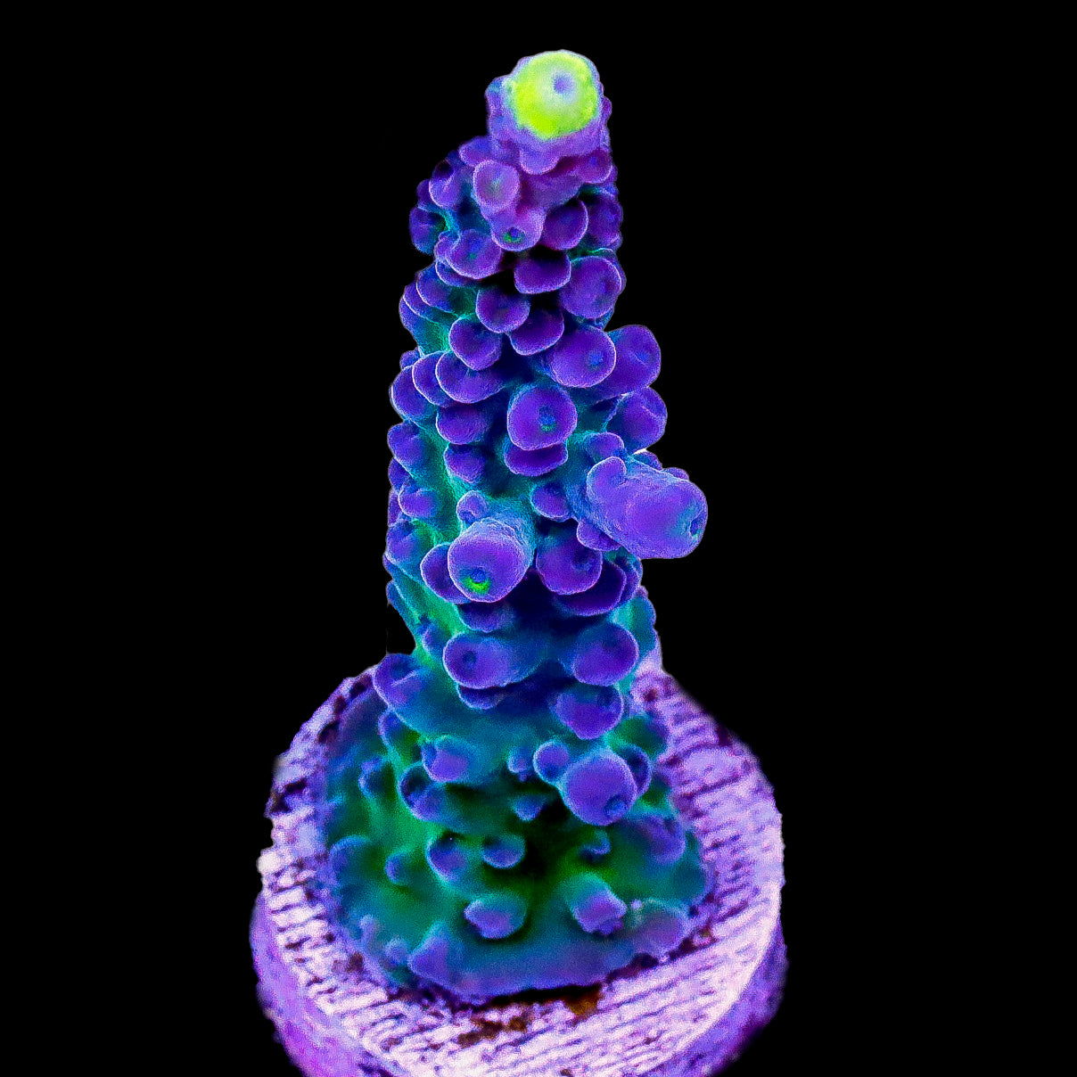 Alpha Austera Acropora Coral