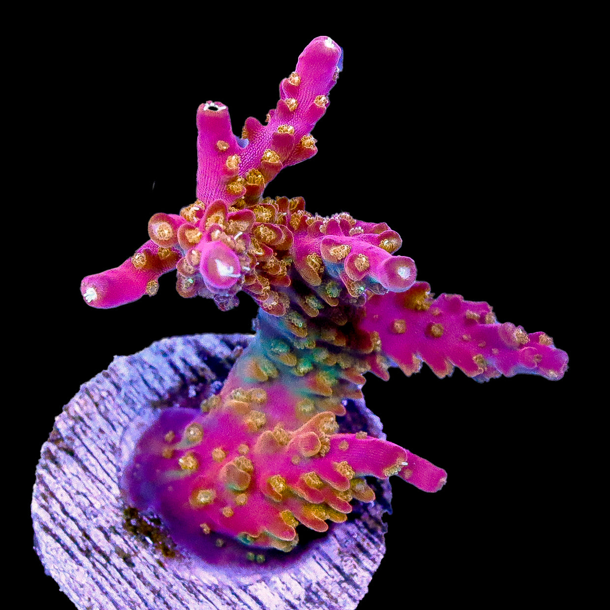 Hella Bella Acropora Coral