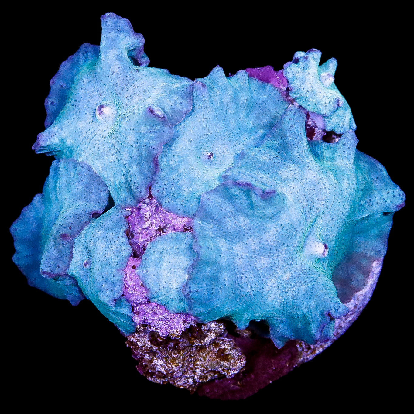 Blue Discosoma Mushroom Colony