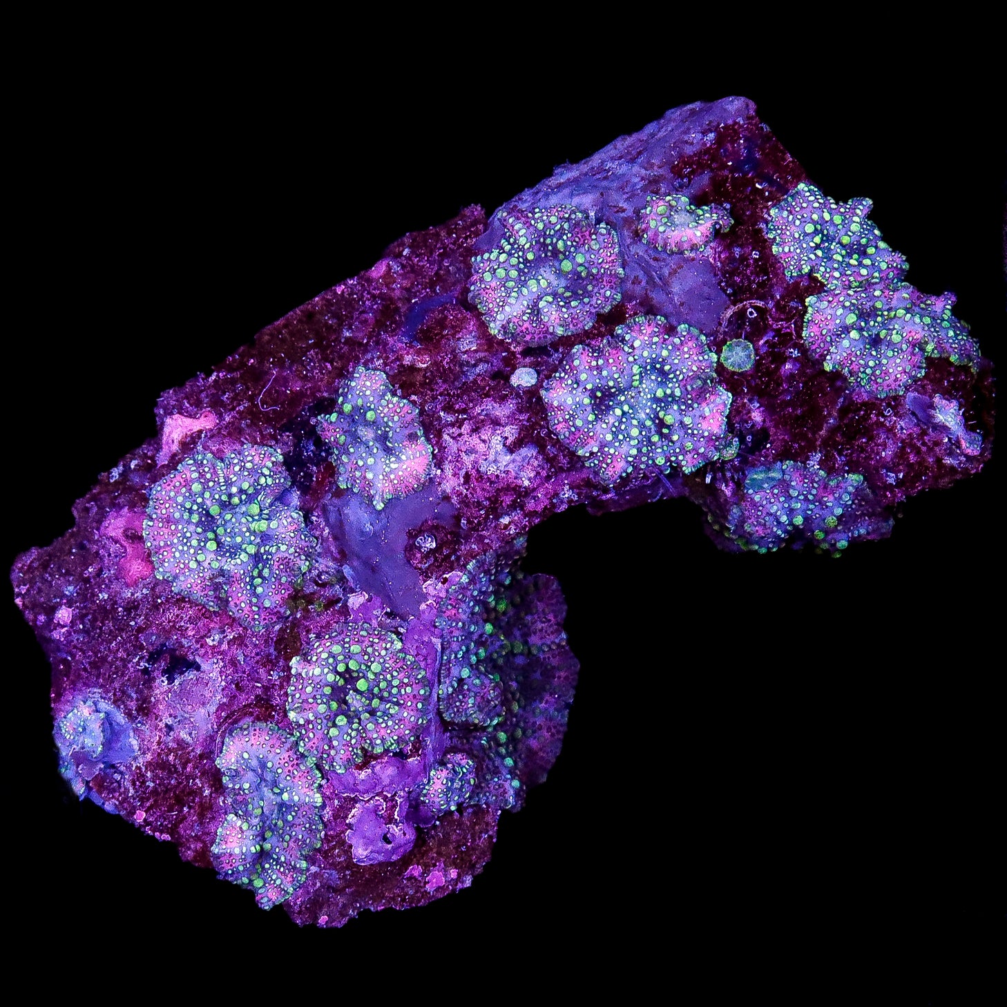 Psychedelic Mushroom Colony