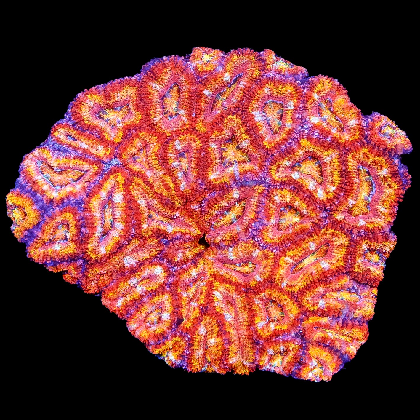 Rainbow Acan Lord  Coral Colony