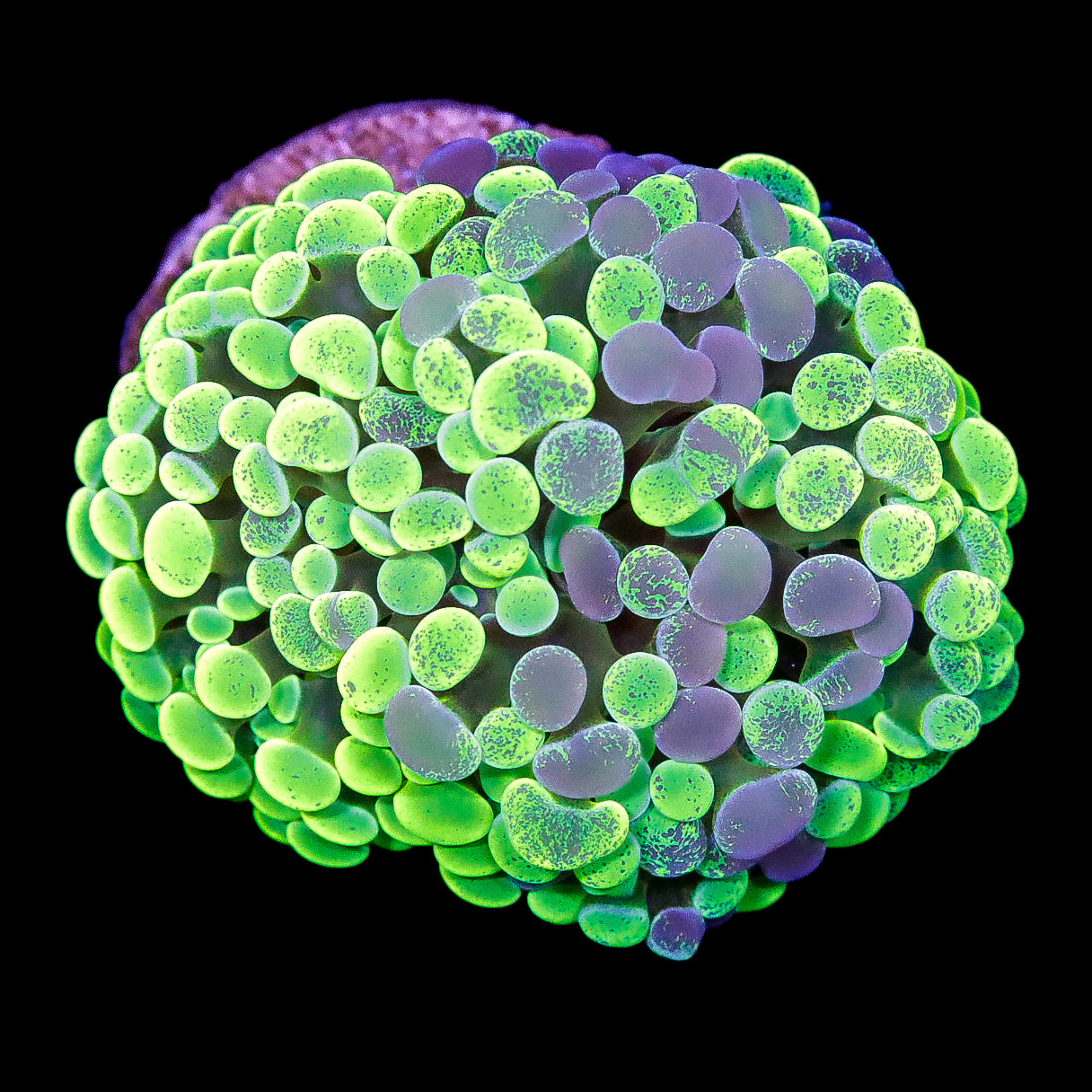 Marbled Hammer Coral