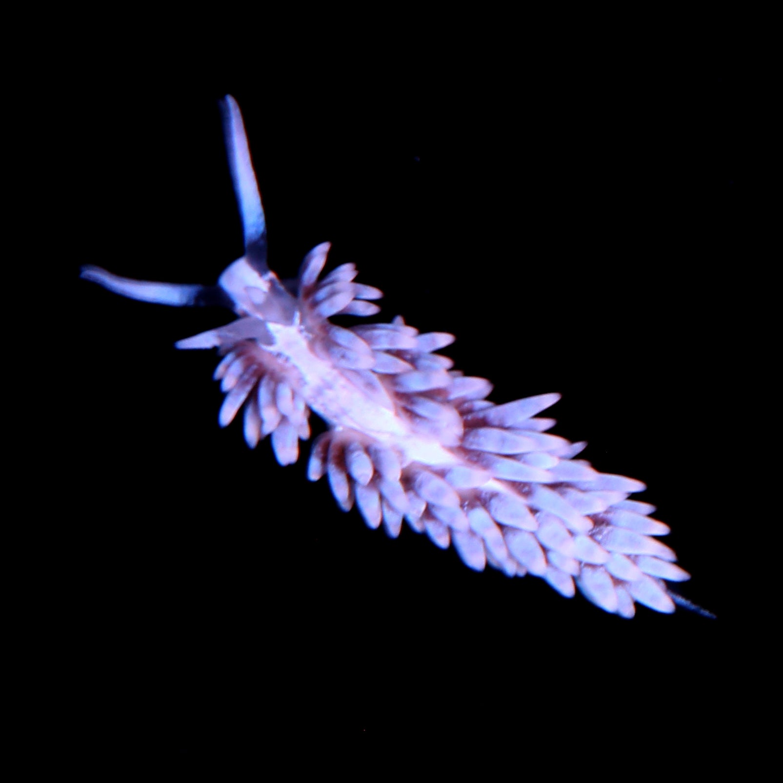 1 Berghia Nudibranch - Aiptasia Eating