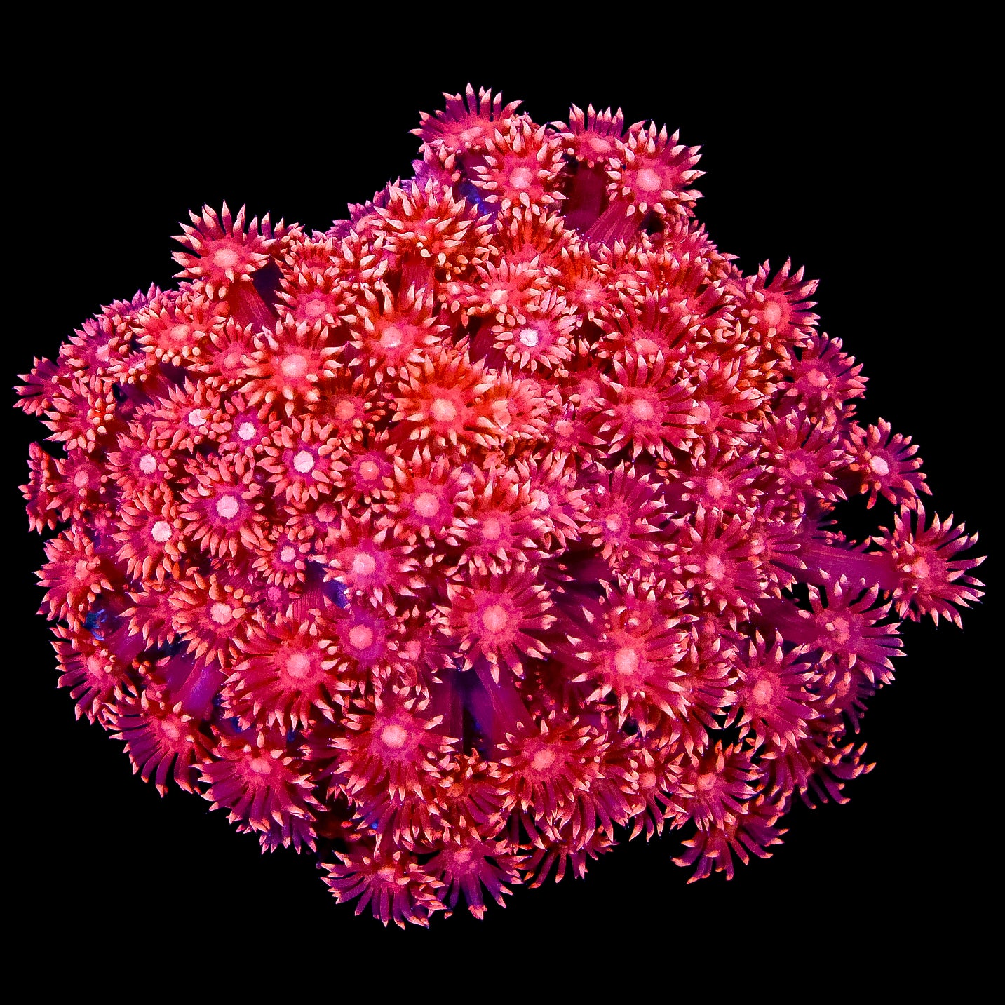 Red Hot Aussie Goniopora Coral Colony