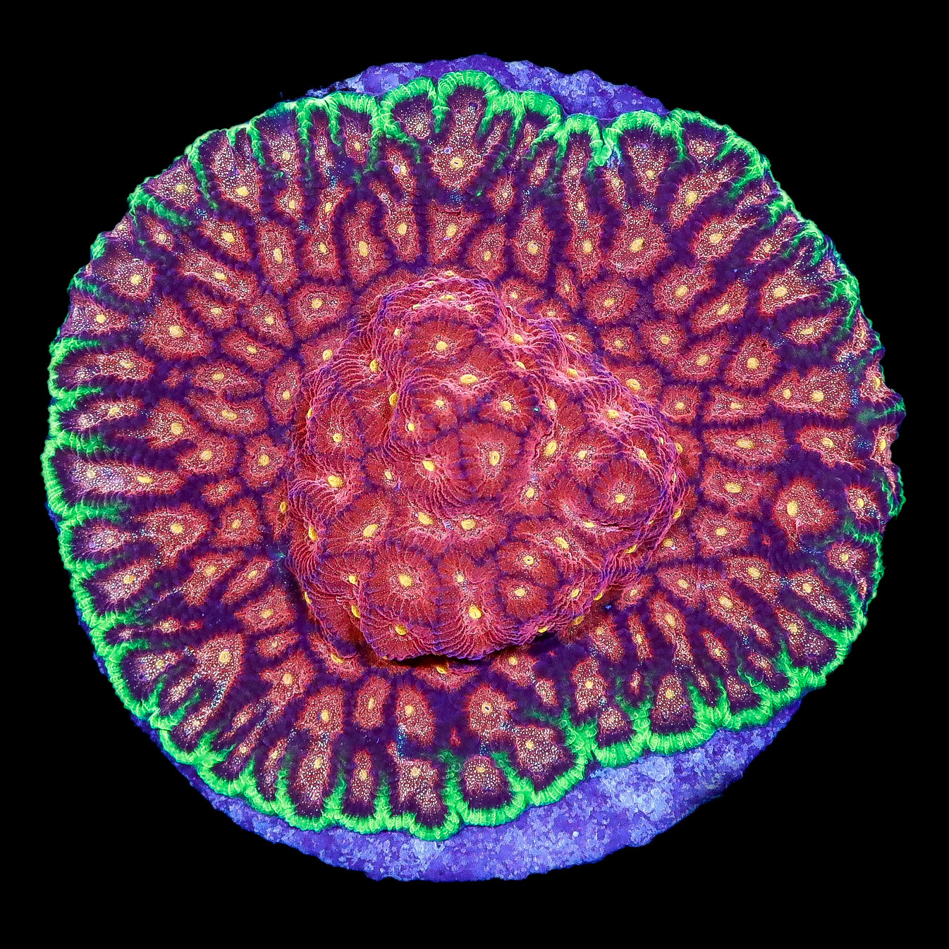 Ultra Favites Coral Colony