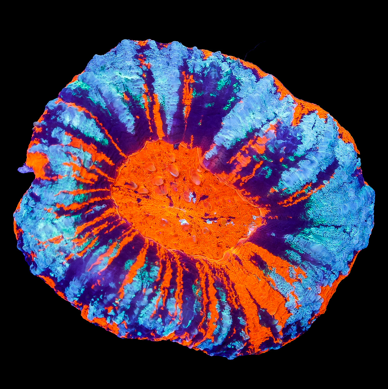 Ultra Warpaint Scolymia Coral