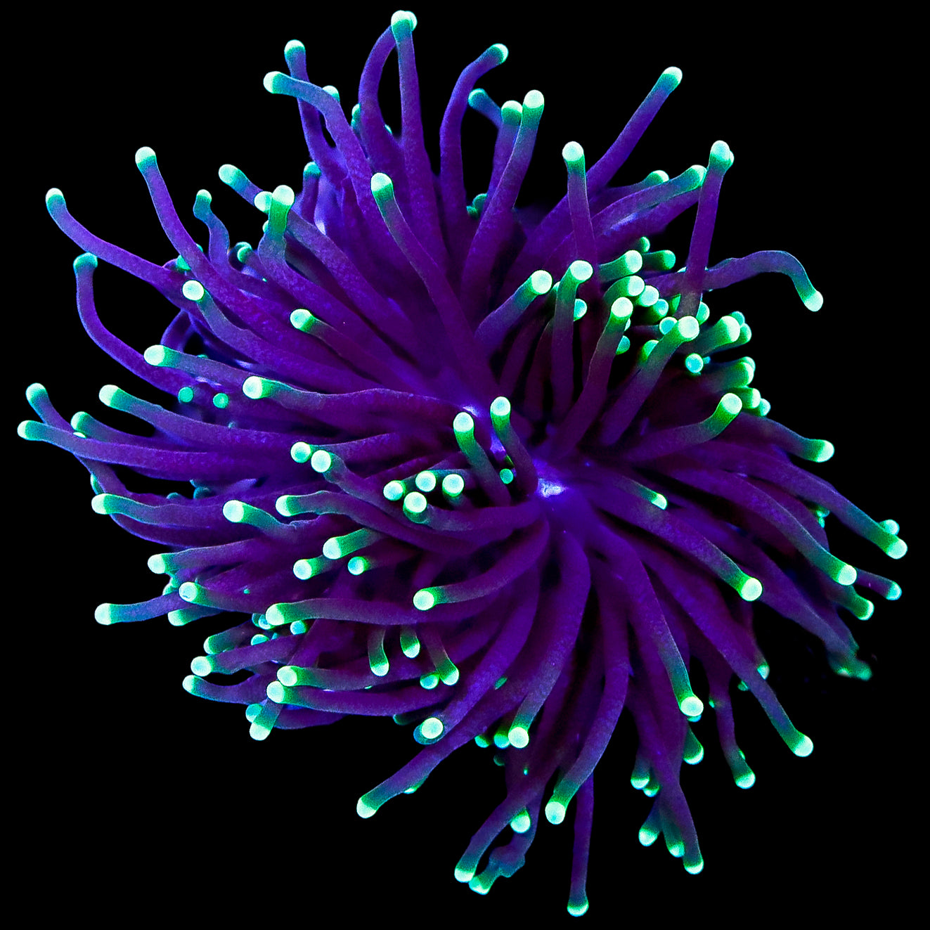 Kryptonite Torch Coral