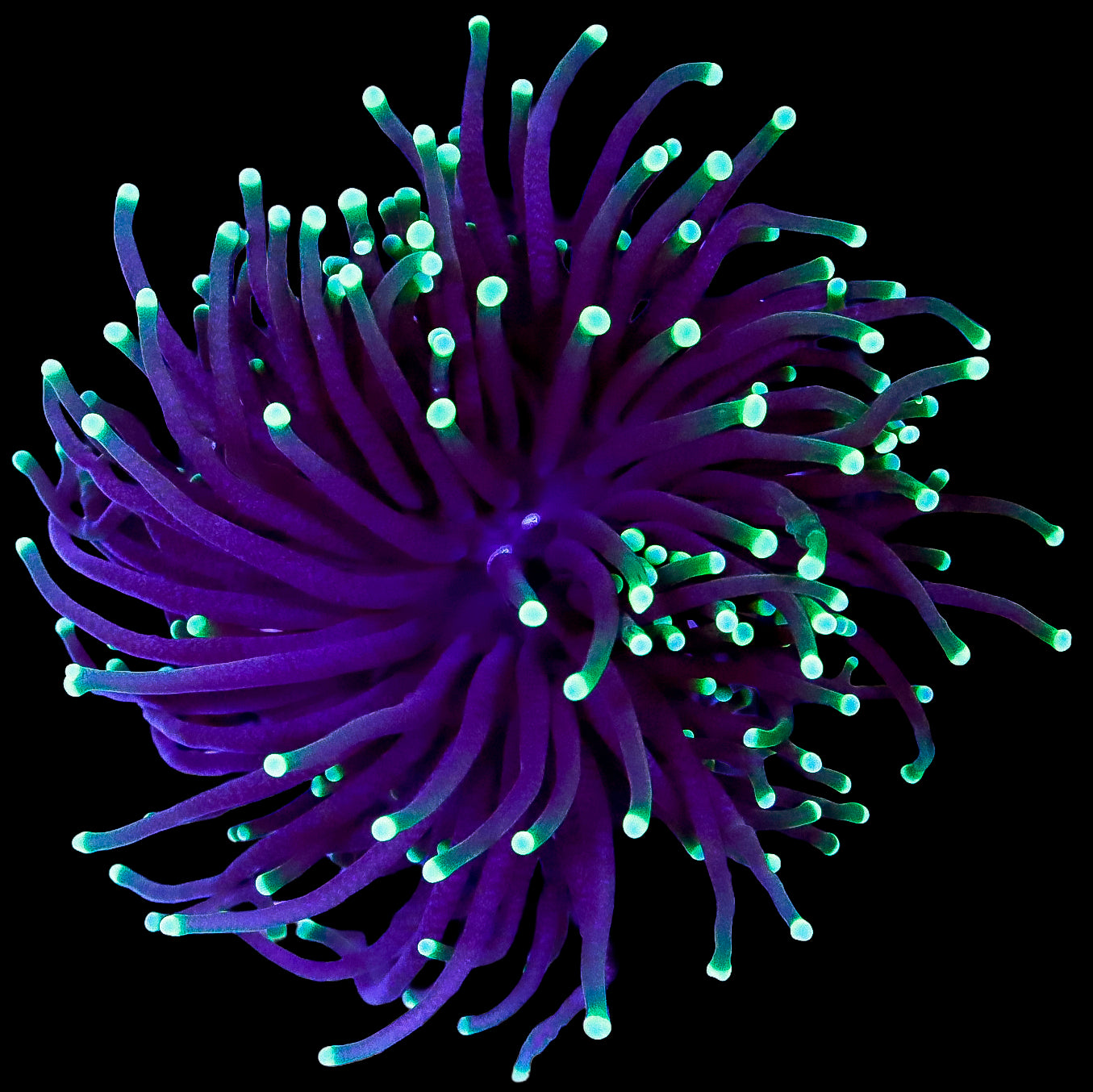 Kryptonite Torch Coral