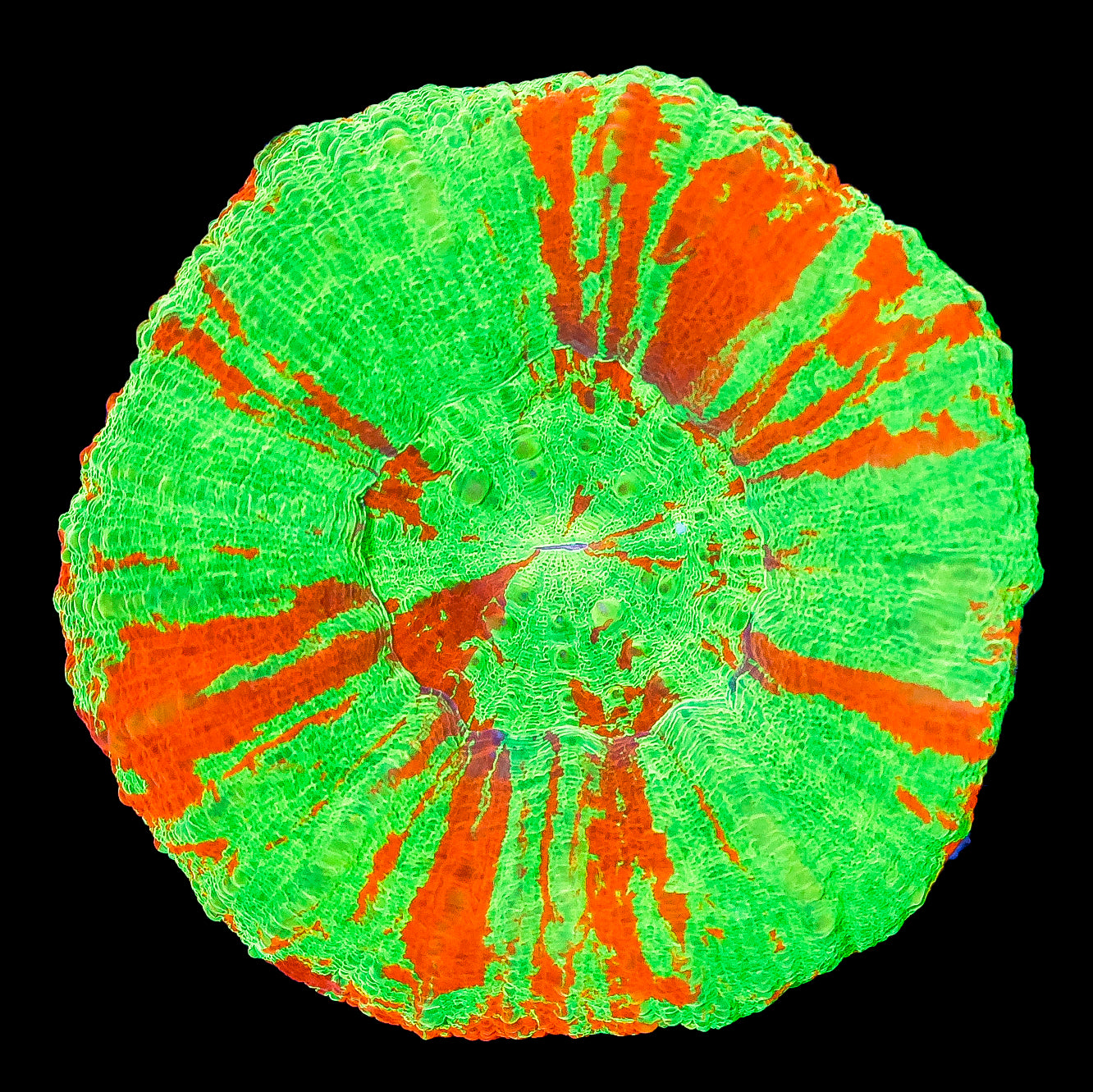 Bleeding Apple Scolymia Coral