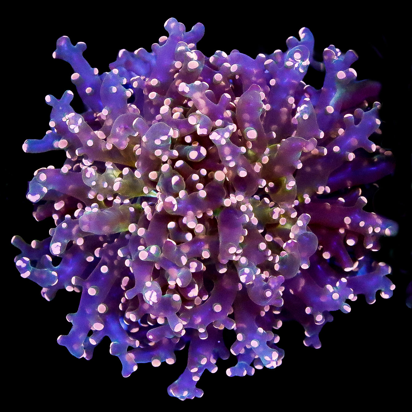 Orange Frogspawn Coral