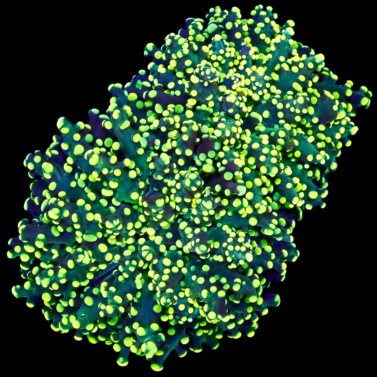 Yellow Tip Frogspawn Coral