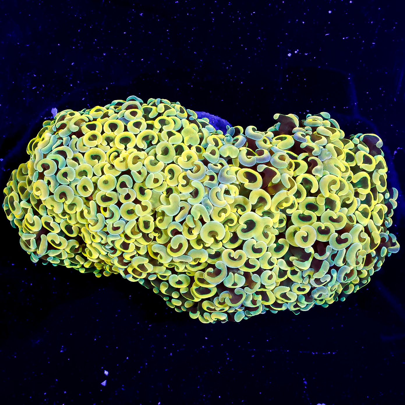 Rainbow Wall Hammer Coral Colony