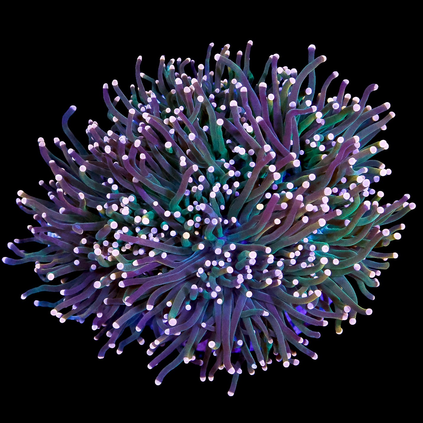 Yellow Tip Torch Coral Colony