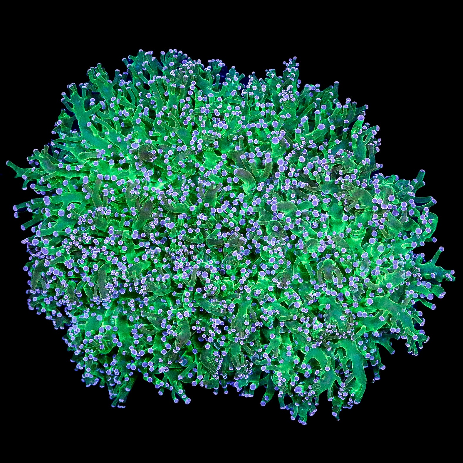 Ultra Aussie Frogspawn Coral Colony