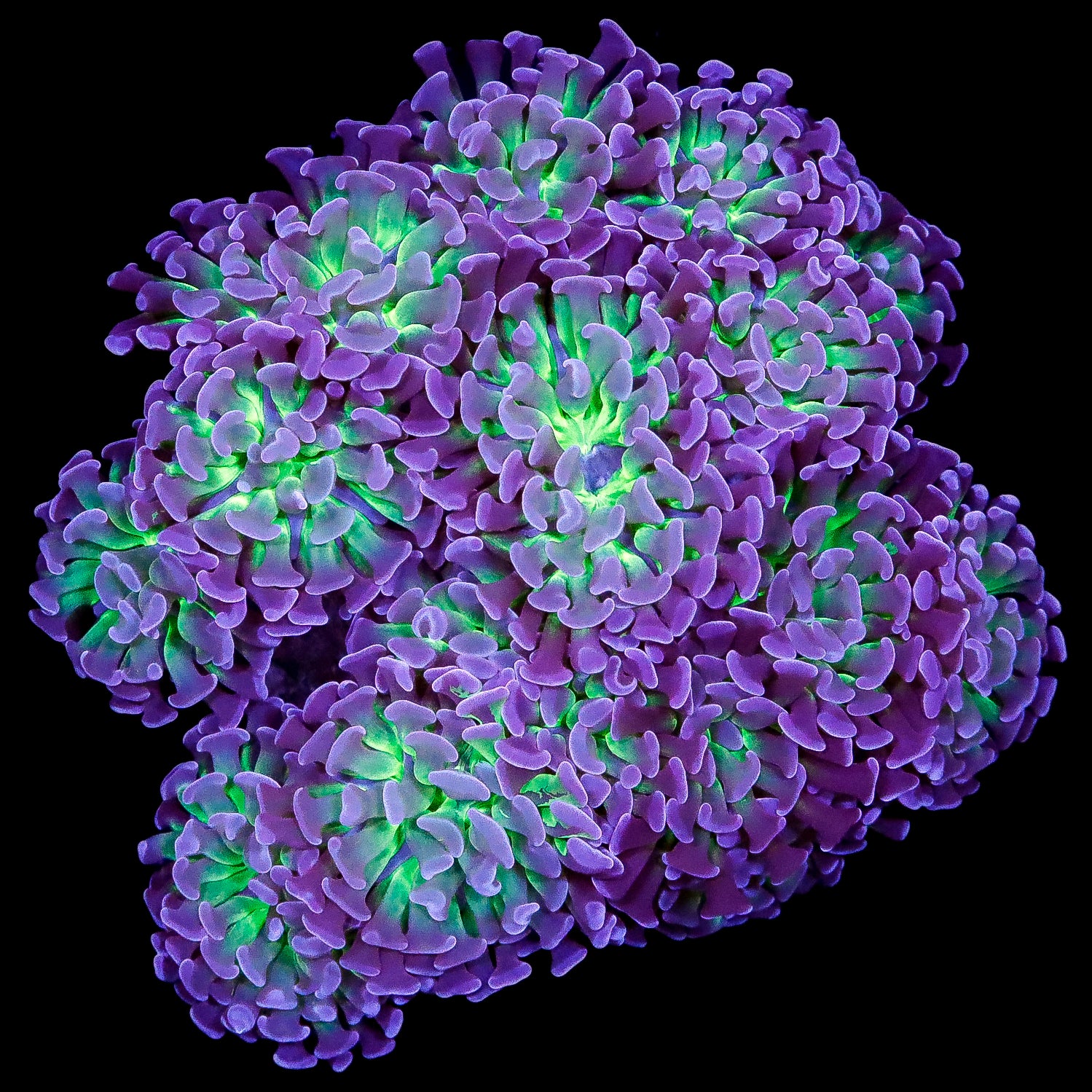 Ultra Hot Indo Branching Hammer Coral Colony