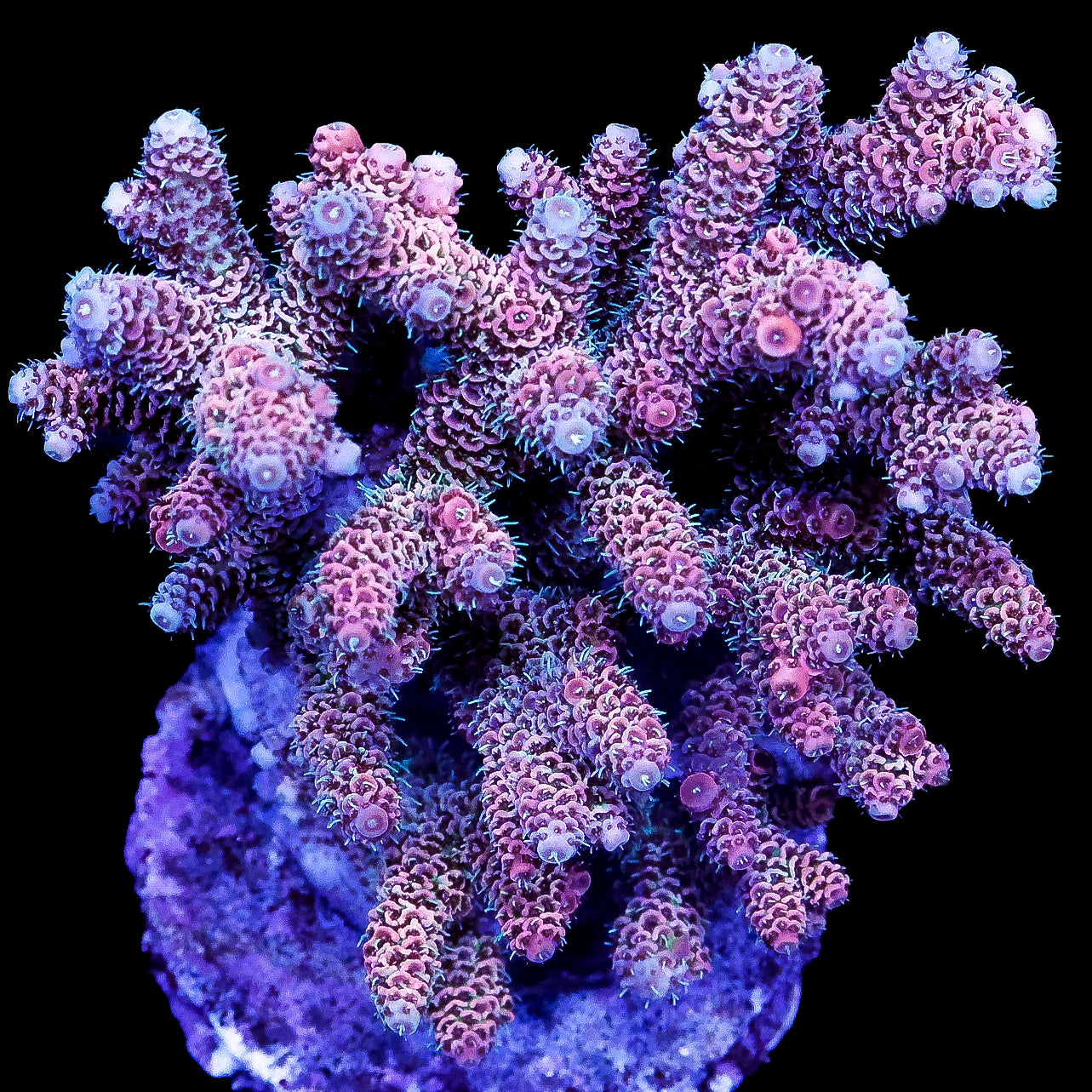 Ultra Pink Millepora Acropora Coral Colony