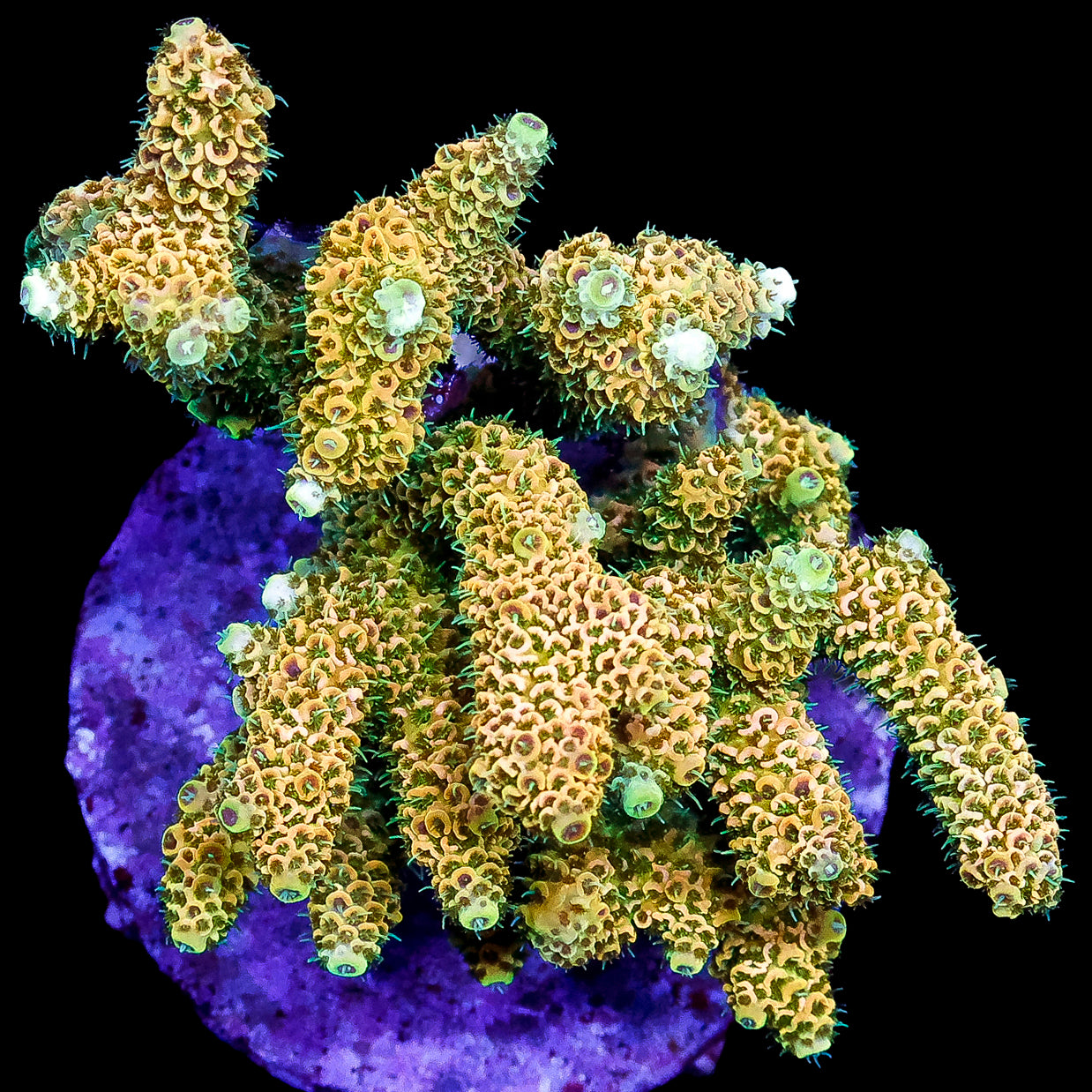 Sunrise Millepora Acropora Coral Colony