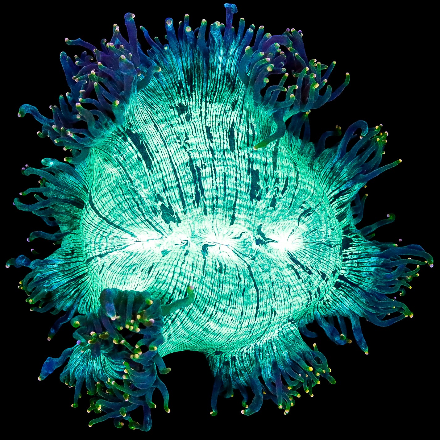 Aussie Yellow Tip Elegance Coral