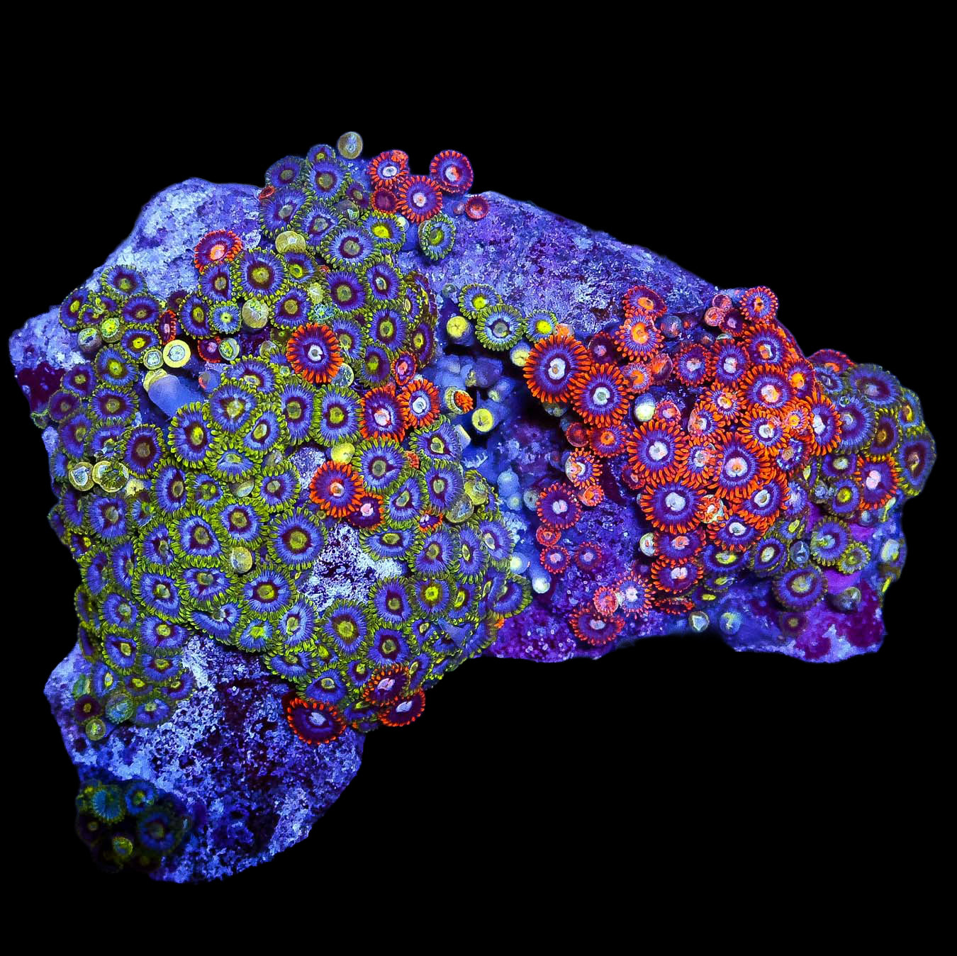 Solomon Islands Zoanthid Colony