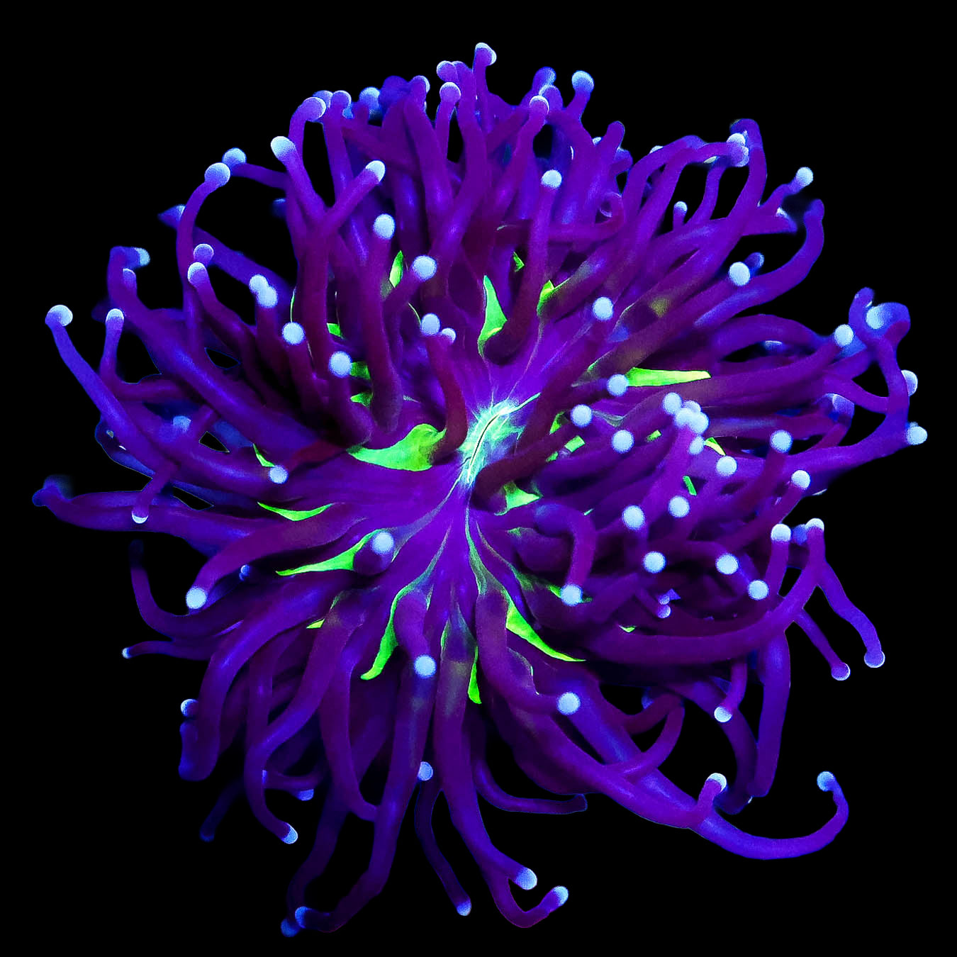 Crazy Joker Torch Coral