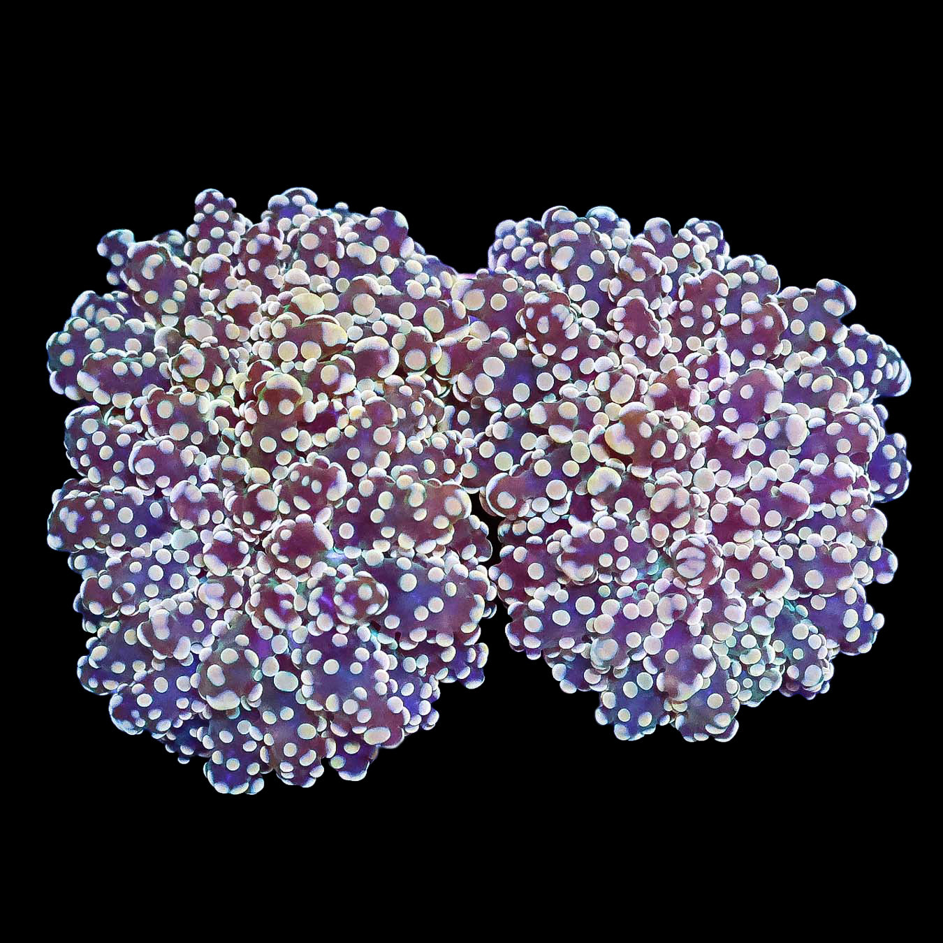 Golden Frogspawn Coral