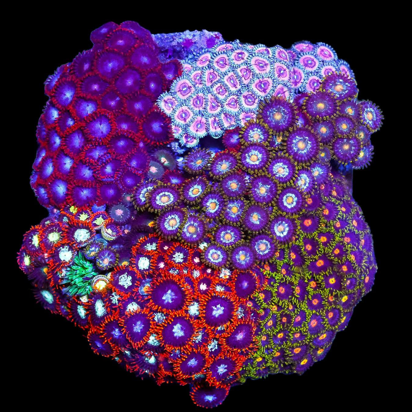 Rainbow Zoanthid Colony