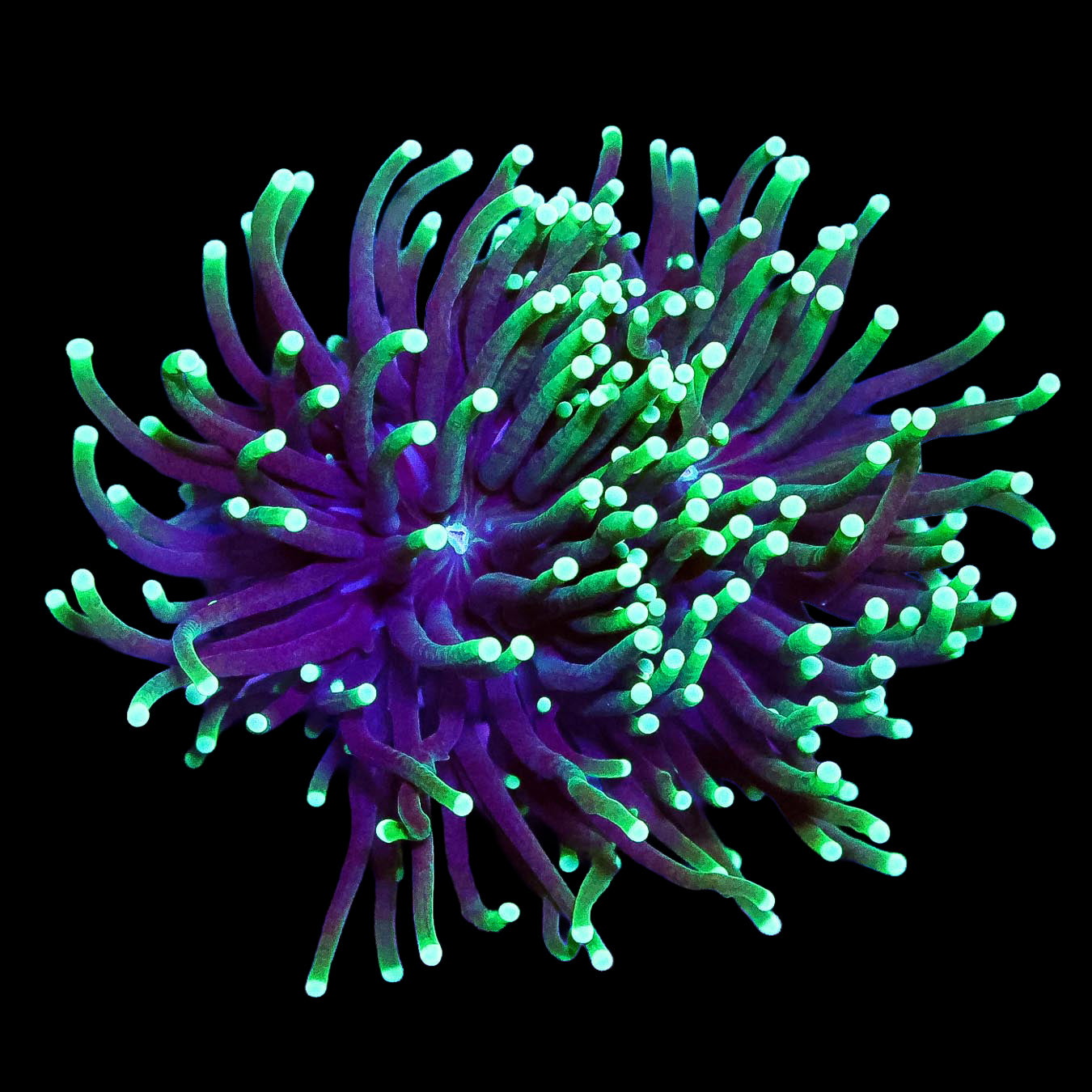 Neon Tipped Torch Coral