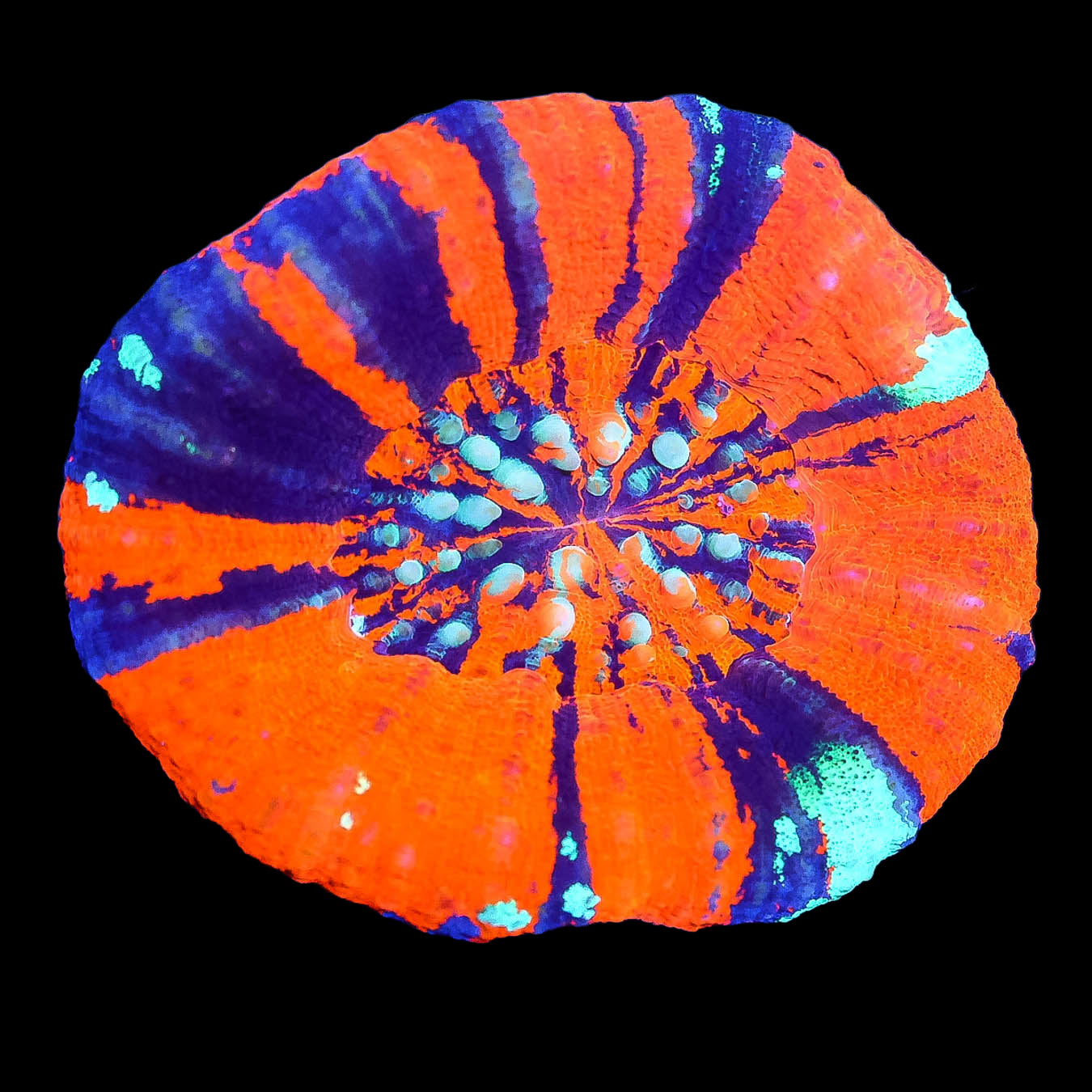 Hot Warpaint Scolymia Coral