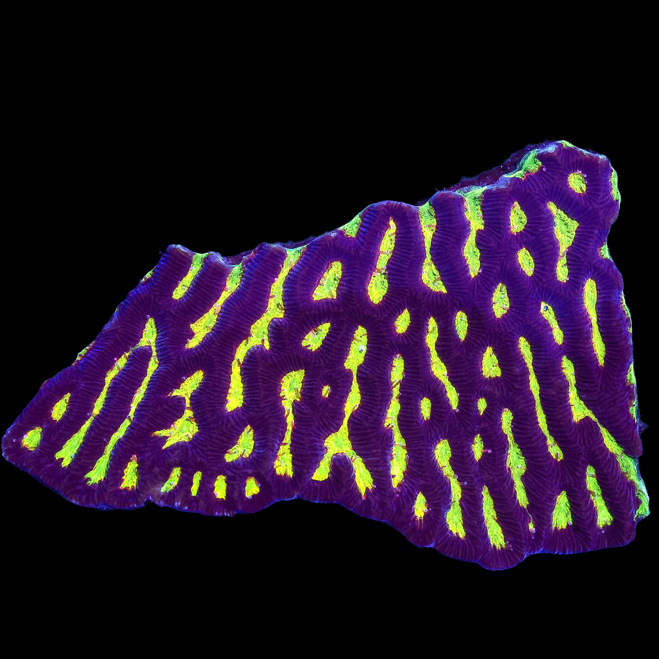 Ultra Aussie Platygyra Coral Colony