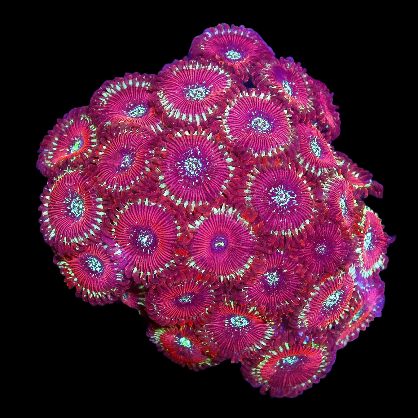 Magician Paly Colony