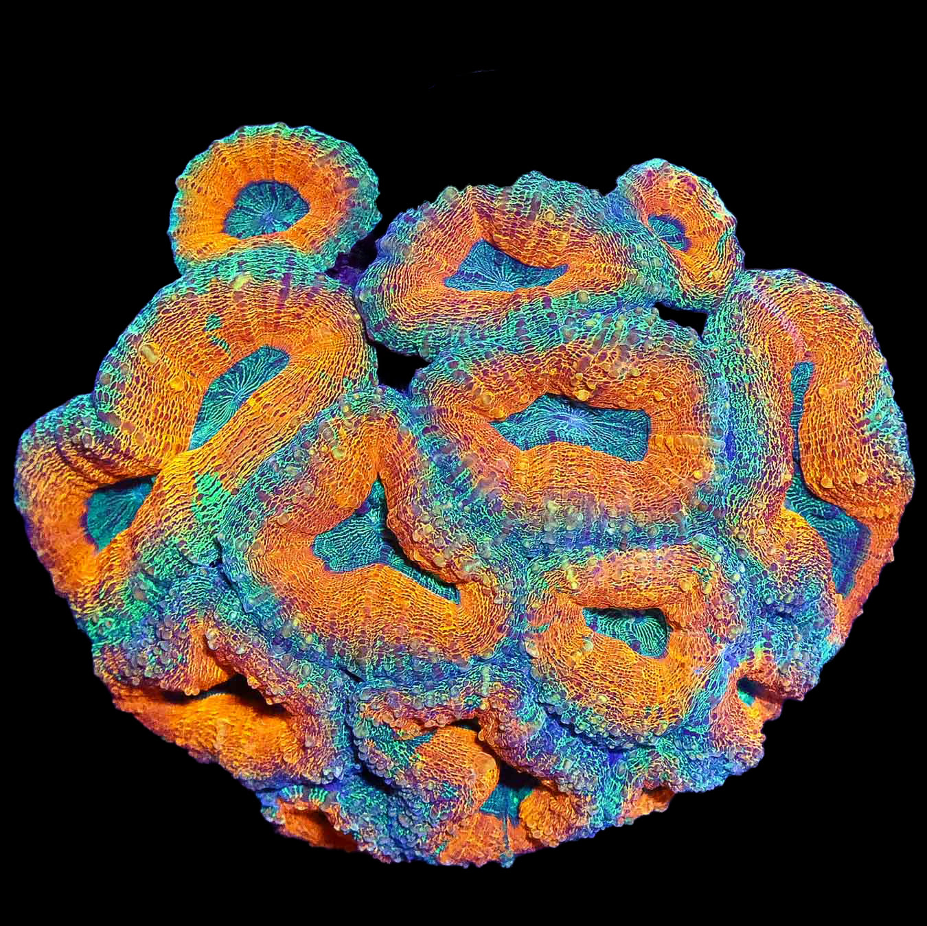 Ultra Molten Lobophyllia Coral Colony