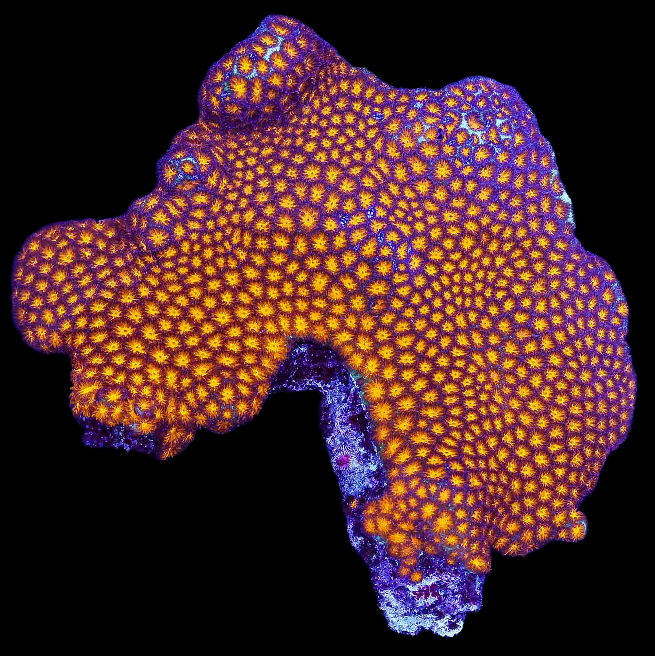 Golden Leptastrea Coral Colony