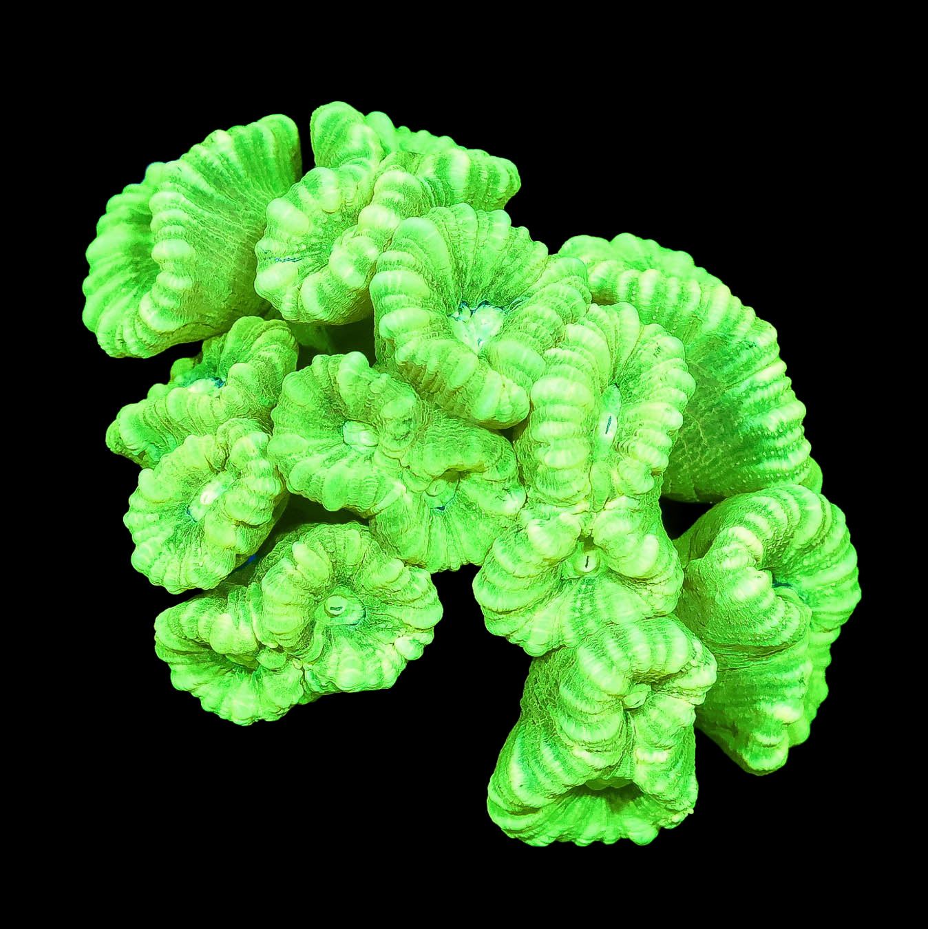 Kryptonite Candy Cane Coral Colony