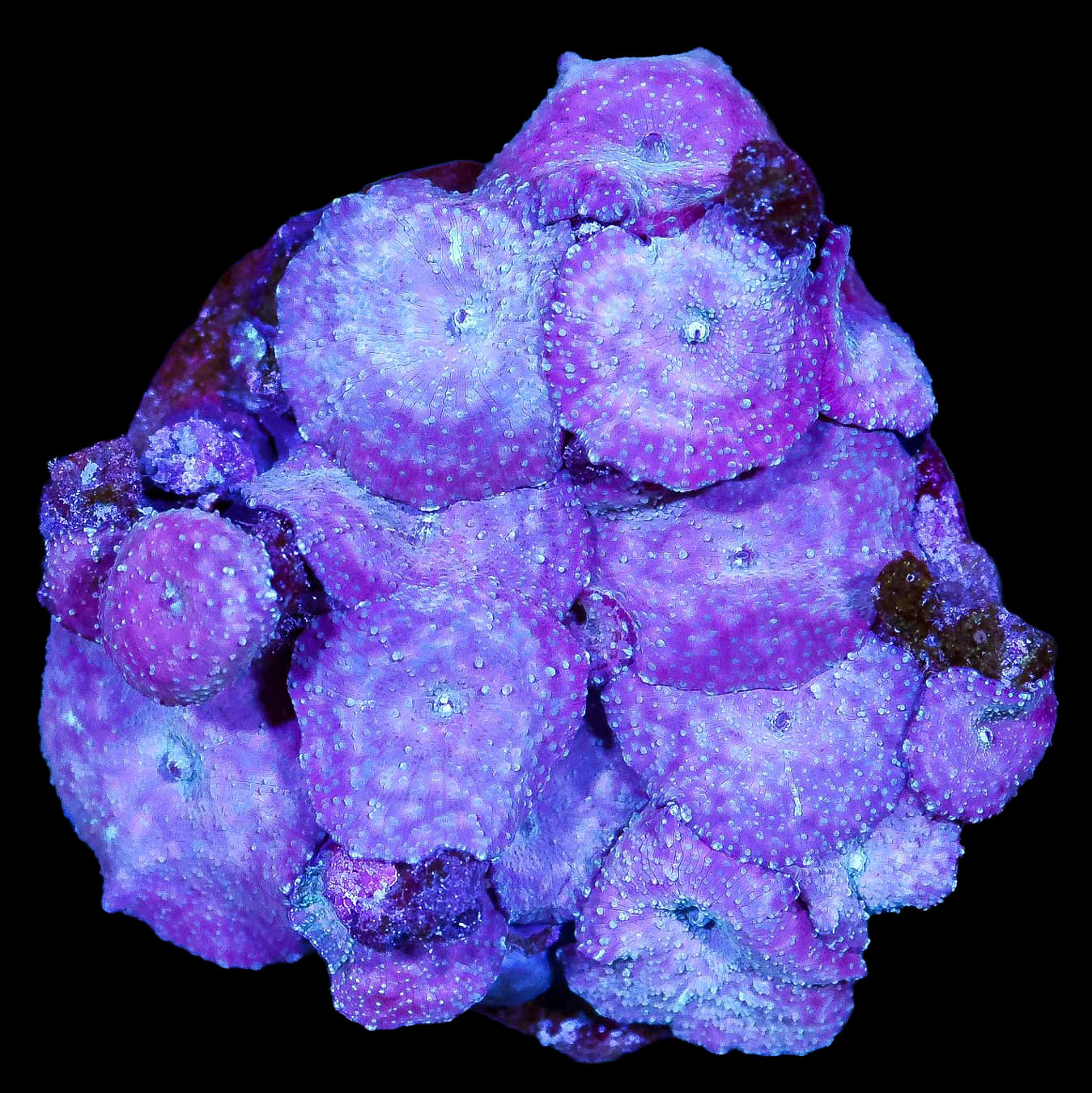Metallic Purple Blue Mushroom Colony