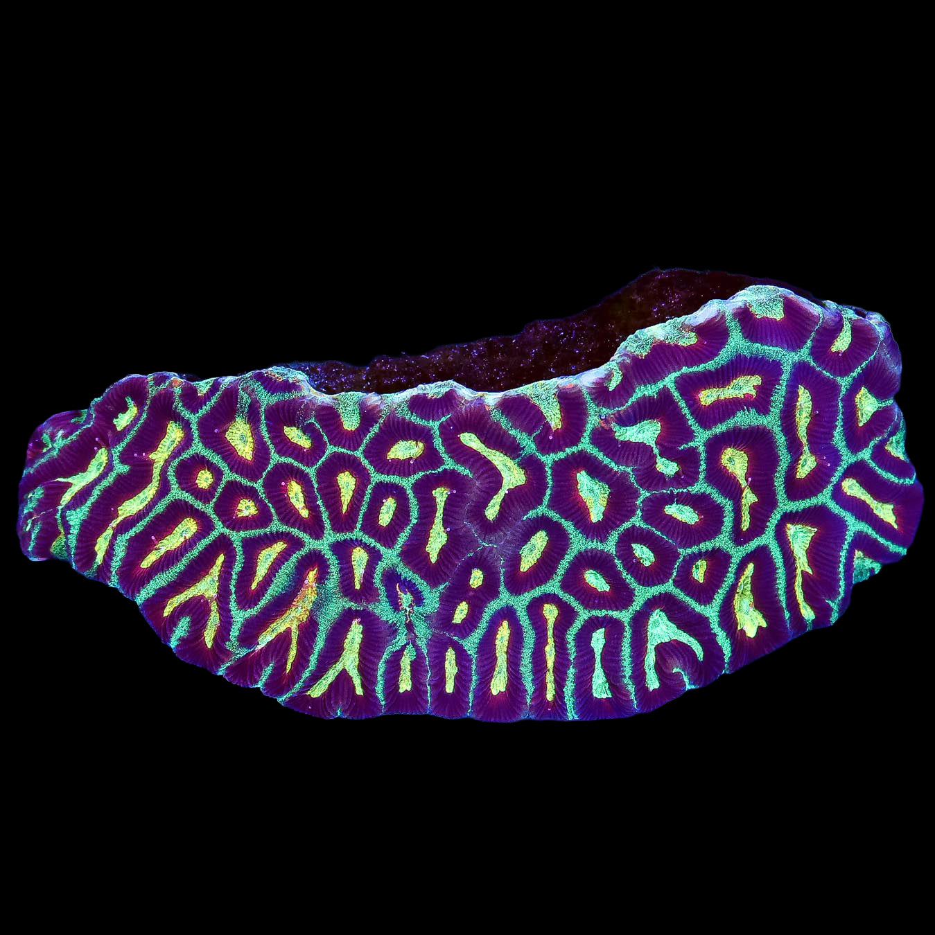 Ultra Aussie Platygyra Coral Colony