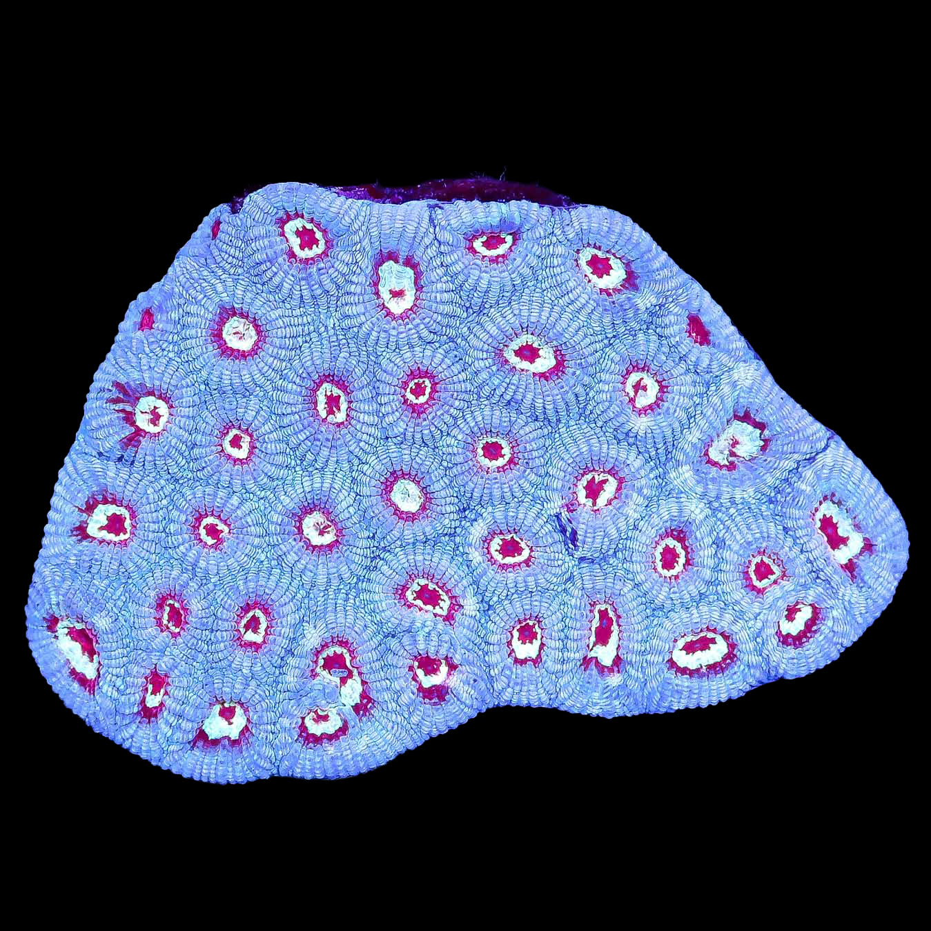 Red Eye Favia Coral Colony