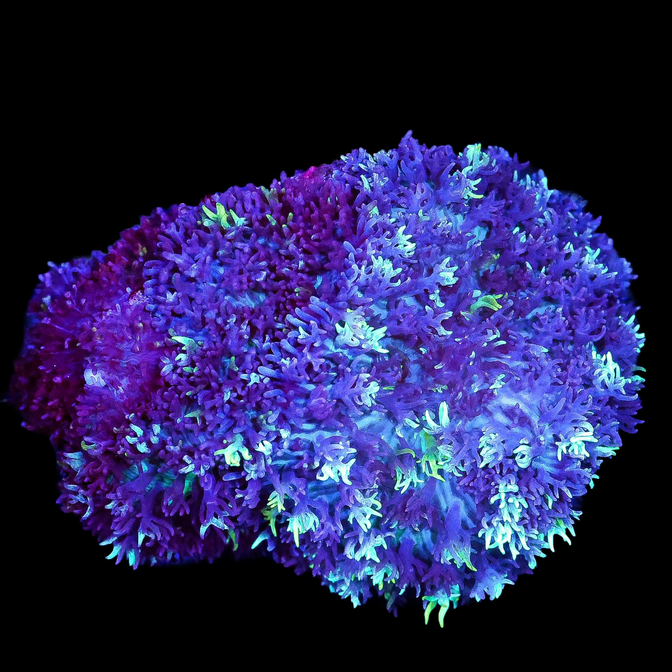 Aussie Magic Carpet Mushroom