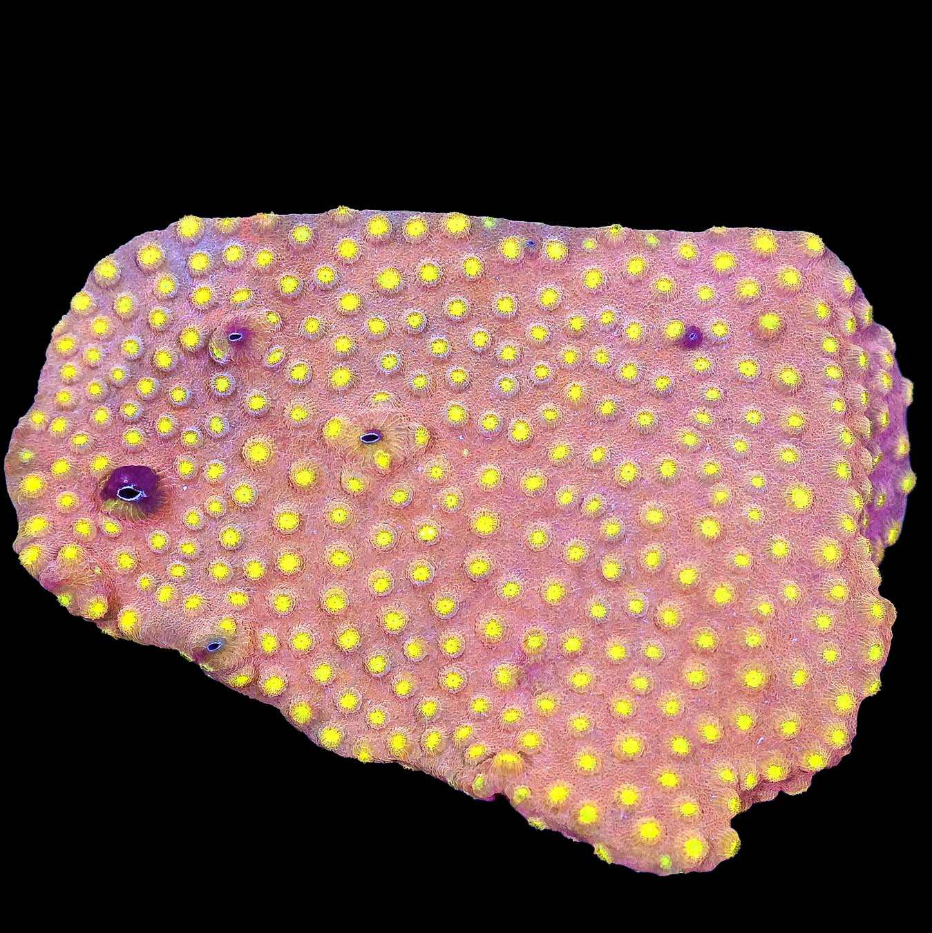 Golden Cyphastrea Coral