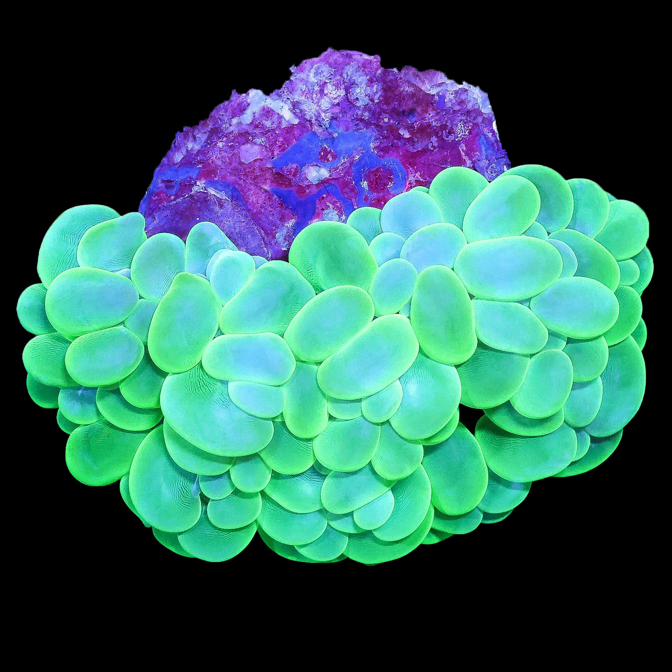 Neon Green Bubble Coral