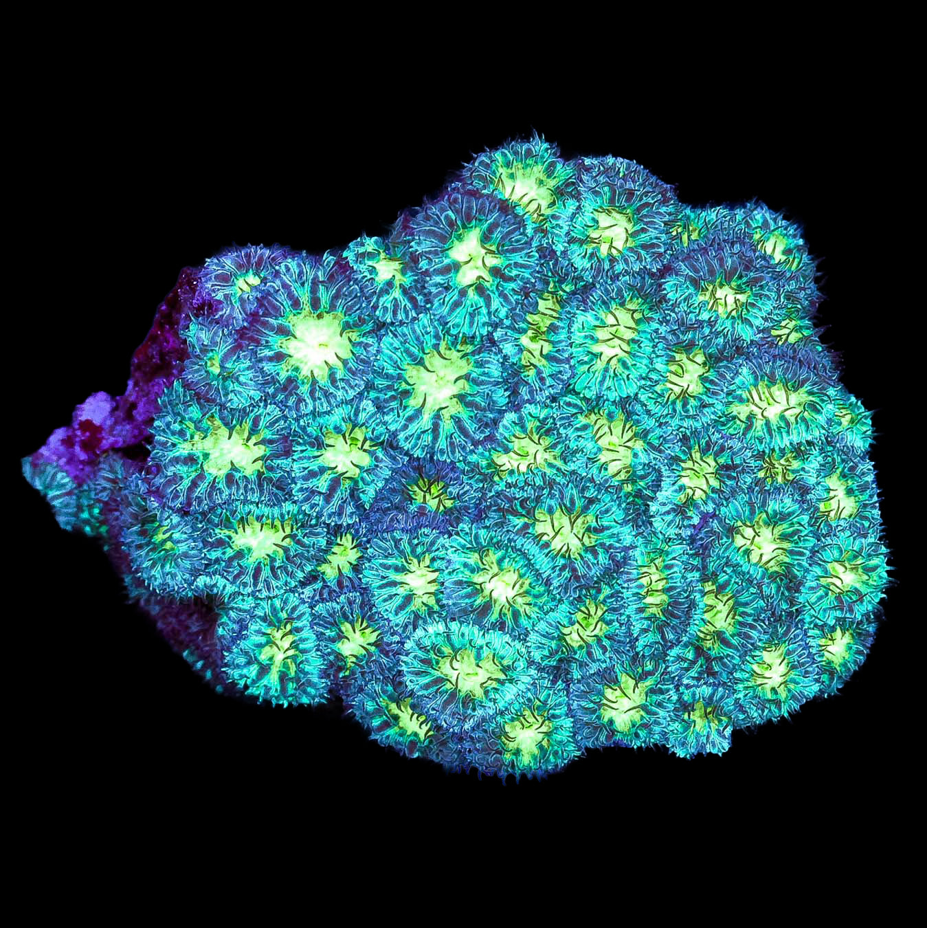 Lucky Charms Blastomussa Merletti Coral Colony